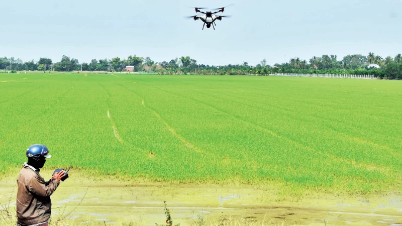 Nông dân xã Mỹ Thành (tỉnh Đồng Tháp) sử dụng thiết bị bay không người lái (drone) phun phân bón trên ruộng lúa.