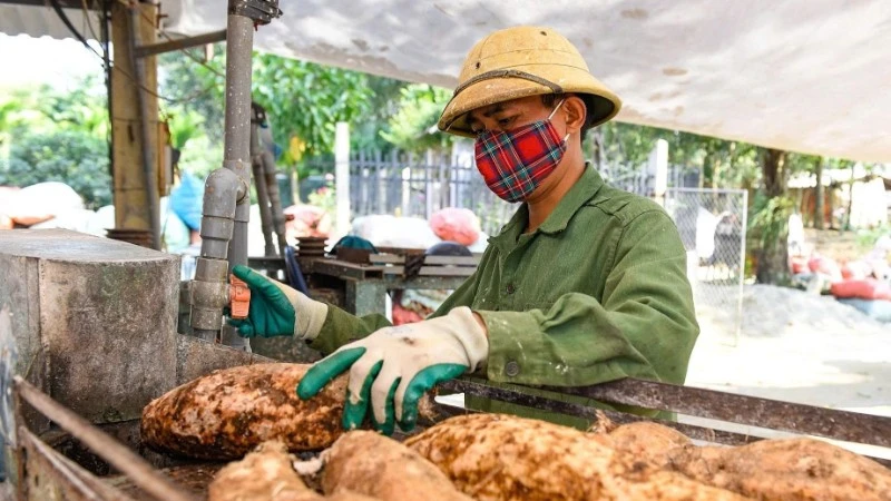 Người dân xã Ngọc Lặc, tỉnh Thanh Hóa chế biến sắn. (Ảnh: BÌNH MINH)