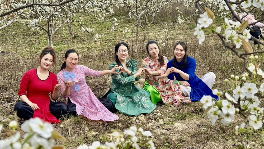 Vườn lê nở trắng ở xã biên giới Phố Bảng.