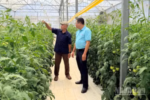 Ông Trần Sơn Tây (xã Tân Hội) chăm sóc vườn cà chua.