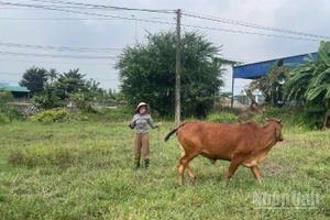 Chị Nguyễn Thị Hà (46 tuổi) không có đất làm chuồng nuôi bò, nên đã buộc bò vào một bãi đất trống gần chỗ làm thuê.