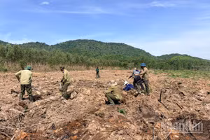 Các công nhân đang trồng rừng tại xã Hàm Thạnh.