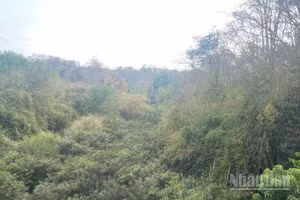 Các đơn vị tăng cường quản lý rừng.