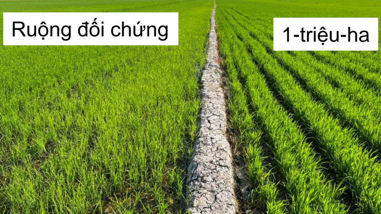 So sánh theo kết quả của Viện Nghiên cứu lúa gạo quốc tế.