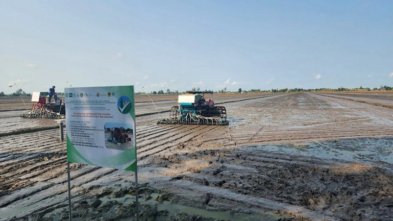 Cấy lúa bằng máy trên cánh đồng lúa chất lượng cao tại huyện Vĩnh Thạnh (Cần Thơ).