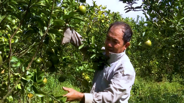 Mô hình trồng cây ăn trái từ nguồn vốn tín dụng chính sách cho bà con nông dân tại xã Nhơn Ái, huyện Phong Điền, Cần Thơ.