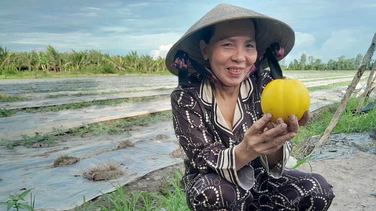 Những vụ dưa đầu tiên đã mang đến lợi nhuận cao cho gia đình bà Liễu.