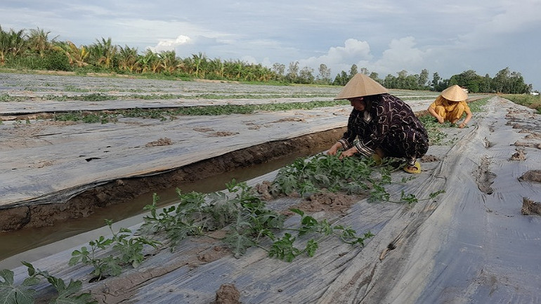 Gia đình bà Liễu chăm sóc cây dưa Kim Hồng Ngọc.