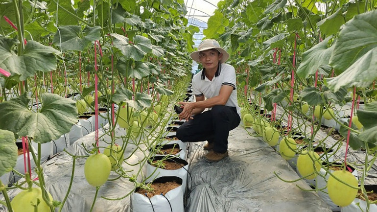 Mô hình trồng dưa công nghệ cao trên địa bàn thành phố Cần Thơ.