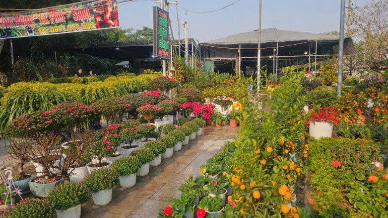 Chợ hoa Tết được tổ chức tại Quảng trường tỉnh.