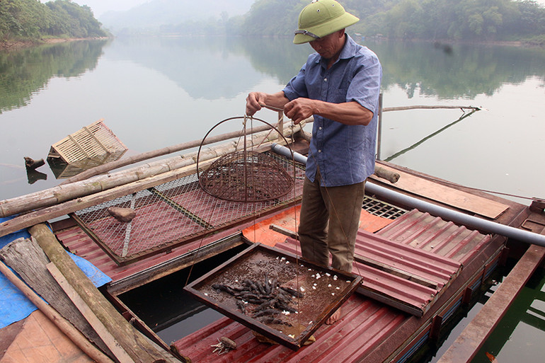 Lồng nuôi cá chiên của ông Phạm Văn Bình, xã Thái Hòa, huyện Hàm Yên bị thiệt hại nặng.