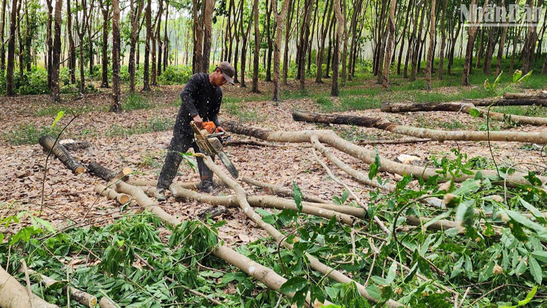 Người dân cắt cây nhường đất cho dự án đi qua. Người dân cắt cây nhường đất cho dự án đi qua.