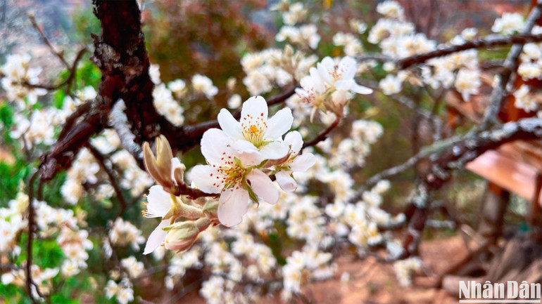 Mùa hoa sơn tra mang lại vẻ đẹp và sức lôi cuốn của Nậm Nghẹp.