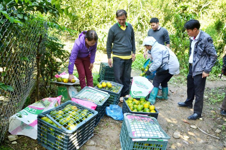 Thu hoạch cam ở huyện Mường Khương (Lào Cai).