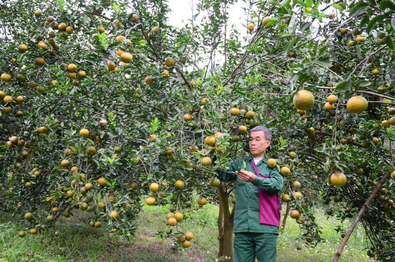 Vườn cam hữu cơ của gia đình ông Hoàng Biên, thị trấn Tân Yên, huyện Hàm Yên (Tuyên Quang).