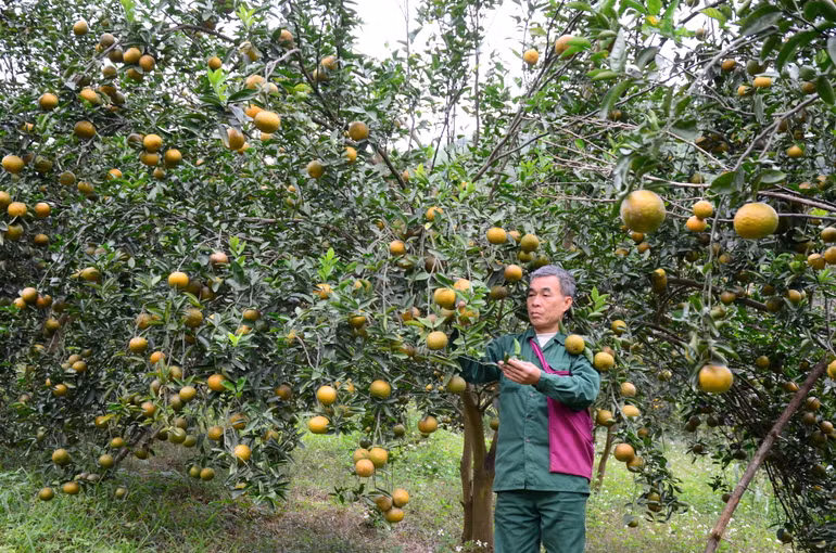 Vườn cam hữu cơ của gia đình ông Hoàng Biên, thị trấn Tân Yên, huyện Hàm Yên (Tuyên Quang).