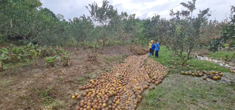 Mưa, bão khiến vườn bưởi ở xã Xuân Vân, huyện Yên Sơn, Tuyên Quang bị rụng.
