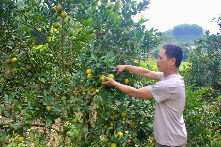 Sản xuất cam hữu cơ tại xã Tân Thành, huyện Hàm Yên, tỉnh Tuyên Quang.