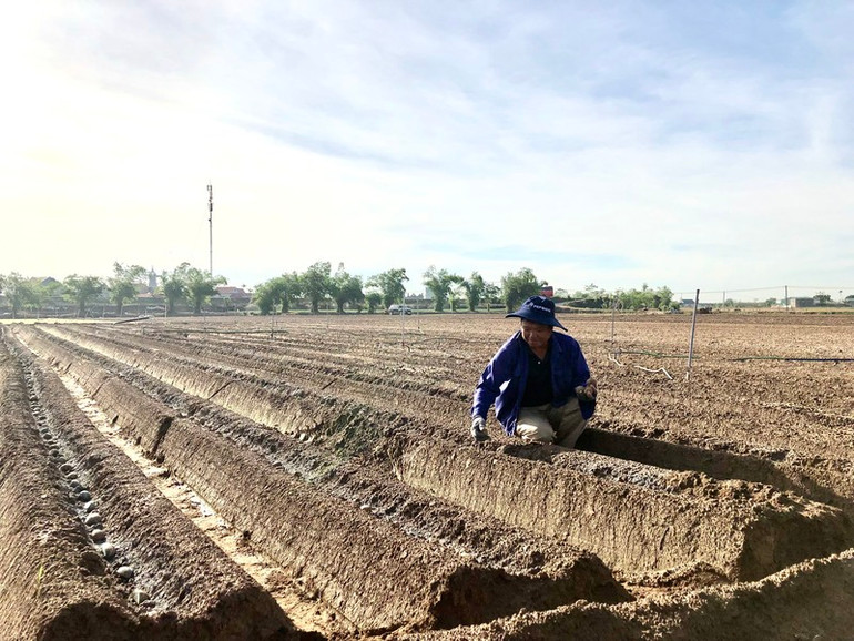 Nông dân tỉnh Hải Dương trồng khoai tây vụ đông năm 2024.