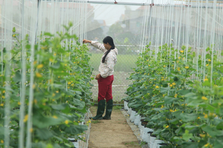 Mô hình trồng dưa trong nhà lưới ở huyện Mê Linh.