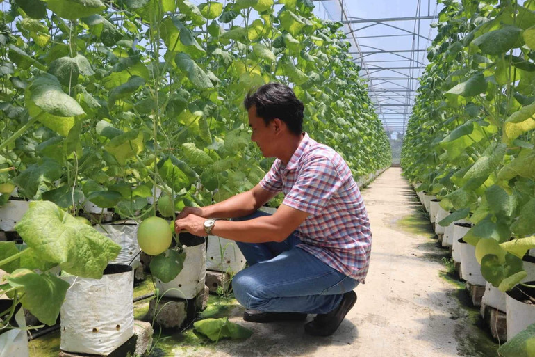 Mô hình trồng dưa lưới ở thị trấn Phúc Thọ, huyện Phúc Thọ (Hà Nội).