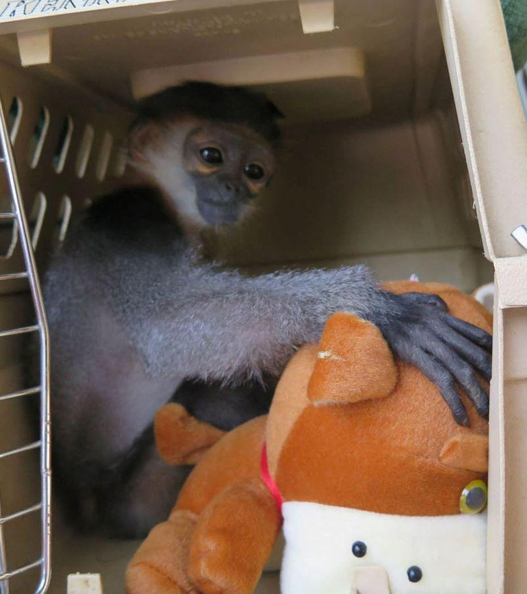 Chà vá chân xám quý hiếm được người dân huyện Ba Tơ giao nộp cho cơ quan chức năng cứu hộ, chăm sóc.