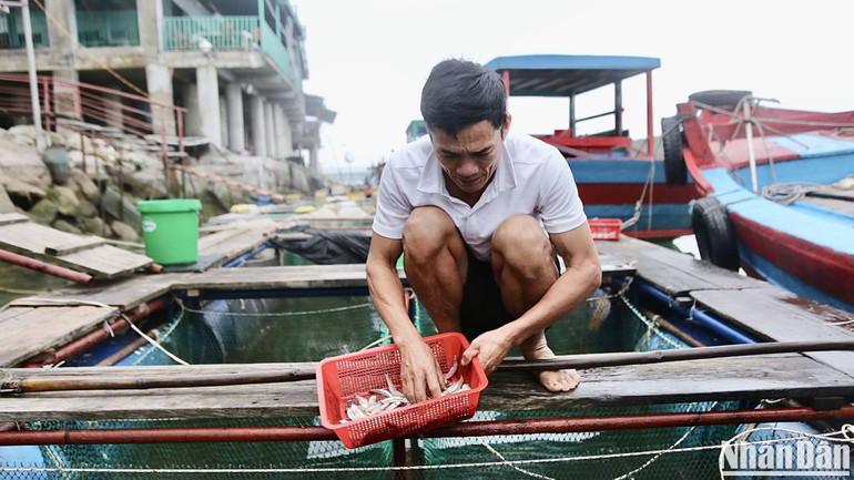 Cá cơm là loại thức ăn người dân dùng thả vào lồng nuôi cho mực ăn.