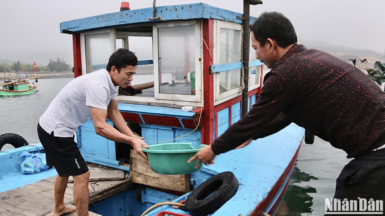 Theo các hộ kinh doanh, mỗi ngày họ thu mua 20-50kg mực của bà con ở nhiều thuyền khác nhau tùy vào lượng mực thuyền câu được, có thuyền câu được 9-15kg, thuyền ít hơn thì 1-3 kg mực.