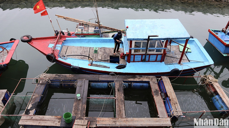 Mỗi gia đình đều trang bị riêng một chiếc thuyền có công suất 12CV đến 120CV để phục vụ cho chuyến đi câu và thu gom mực. Đồ nghề trong một chuyến đi câu mà ngư dân mang theo là máy phát điện, đèn pin chiếu sáng để dụ mực bơi đến, thêm vào đó là một vài chiếc cần câu. Sau đó, mực được người dân mang về nuôi trong lồng bè, thông thường một hộ có 2-4 lồng.