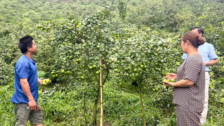 Người dân xã Yên Thuận, huyện Hàm Yên được tiếp cận vốn tín dụng chính sách theo Nghị quyết 03 của Hội đồng nhân dân tỉnh để trồng chanh tứ mùa.