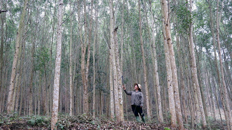 Nhiều hộ trồng rừng trên địa bàn huyện Yên Sơn đã đăng ký chuyển sang trồng rừng gỗ lớn.