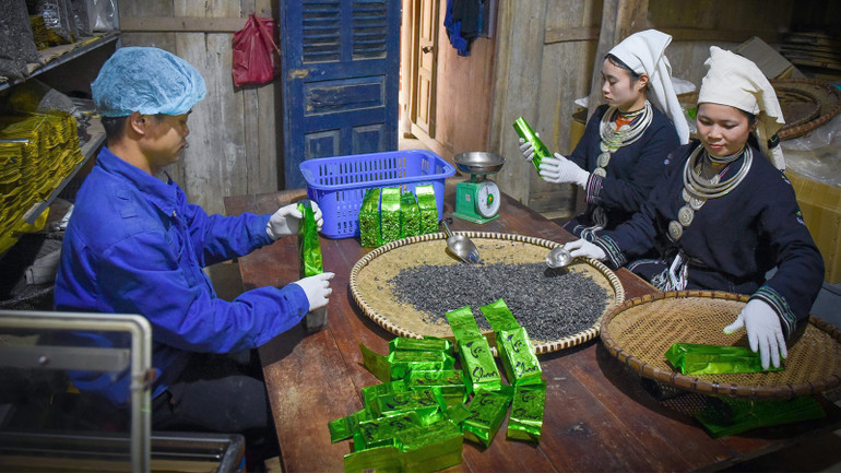 Đóng gói sản phẩm chè Shan Tuyết của Hợp tác xã Sơn Trà, xã Hồng Thái, huyện Na Hang.