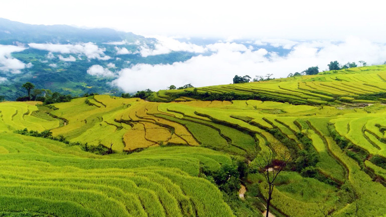 Ruộng bậc thang ở xã Hồng Thái, huyện Na Hang là điểm thu hút khách du lịch.