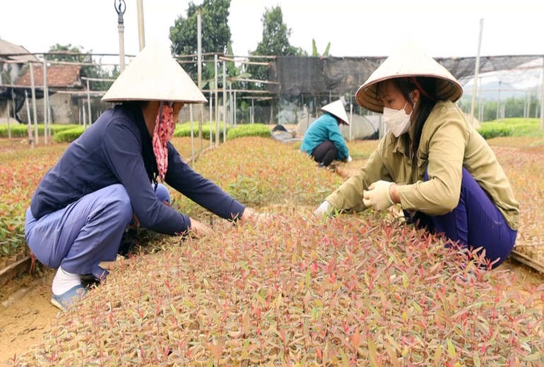 Đưa những loại giống chất lượng cao vào phục vụ trồng rừng.