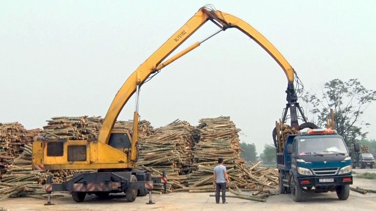 Thu nhập từ bán nguyên liệu gỗ lớn dao động từ 200-220 triệu đồng/ha.