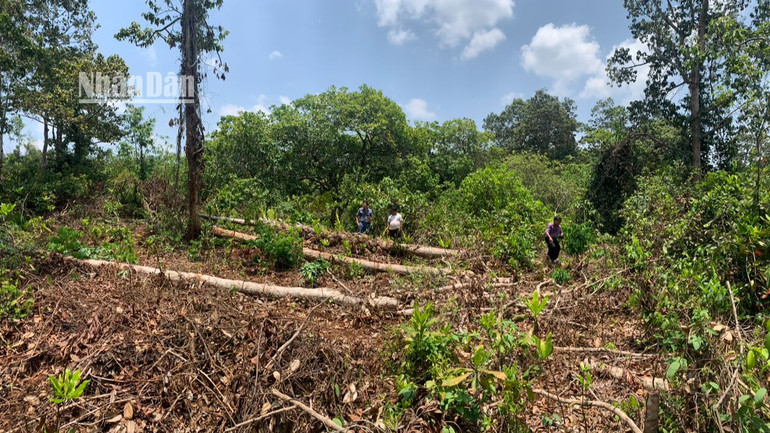 Hiện trường số lâm sản Nguyễn Hữu Hóa cắt hạ để bán thu lợi bất chính