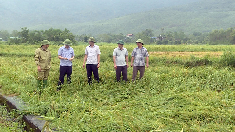 Lãnh đạo Sở Nông nghiệp và Phát triển nông thôn tỉnh Tuyên Quang và huyện Sơn Dương kiểm tra diện tích lúa bị thiệt hại.