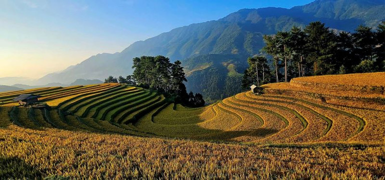 Cảnh đẹp tại đồi Võng lúa, Mù Cang Chải. (Ảnh: Vàng Chảo)