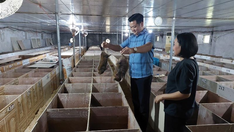 Mô hình nuôi dúi của gia đình anh Nguyễn Văn Chung, xã Yên Sơn huyện Thanh Sơn mang lại hiệu quả kinh tế cao.