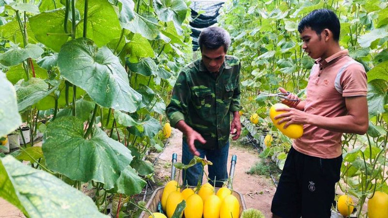 Mô hình trồng dưa lưới trong nhà màng của Hợp tác xã Đại Hà, xã Quang Thuận, huyện Bạch Thông. (Ảnh: HƯƠNG DỊU)