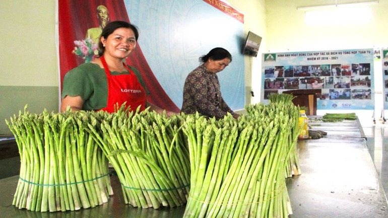 Sản phẩm măng tây xanh loại 1 được đóng thành kiện để vận chuyển, cung ứng cho khách hàng các tỉnh, thành phố trên cả nước. Sản phẩm măng tây xanh loại 1 được đóng thành kiện để vận chuyển, cung ứng cho khách hàng các tỉnh, thành phố trên cả nước.