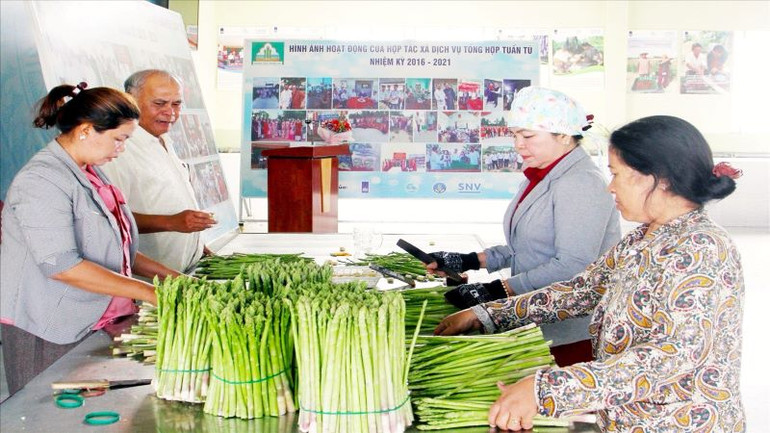 Thành viên Hợp tác xã dịch vụ tổng hợp Tuấn Tú tại điểm thu mua, phân loại chất lượng sản phẩm măng tây xanh của nông dân sau khi thu hoạch. Thành viên Hợp tác xã dịch vụ tổng hợp Tuấn Tú tại điểm thu mua, phân loại chất lượng sản phẩm măng tây xanh của nông dân sau khi thu hoạch.