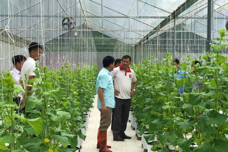 Mô hình trồng dưa lưới trong nhà màng của Hợp tác xã Toàn Dân, huyện Chợ Đồn