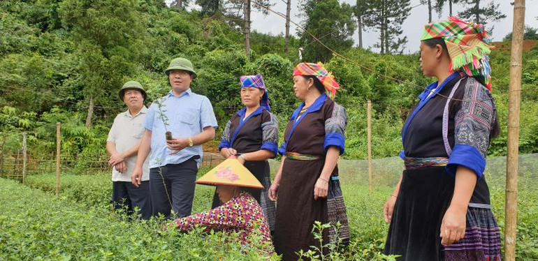 Đồng chí Nông Việt Yên, Bí thư Huyện ủy, Chủ tịch Hội đồng nhân dân huyện Mù Cang Chải kiểm tra chất lượng cây giống Sơn tra.