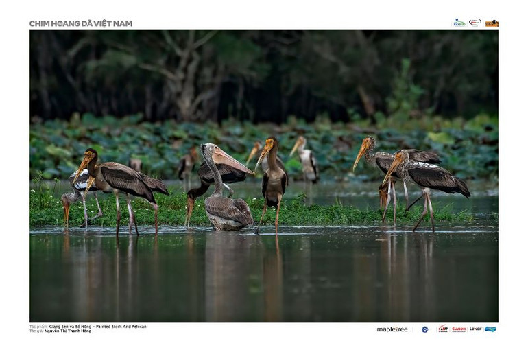 Tác phẩm "Giang sen và Bồ nông" (tác giả Nguyễn Thị Thanh Hồng), giải Ba. Ảnh: Ban tổ chức cung cấp