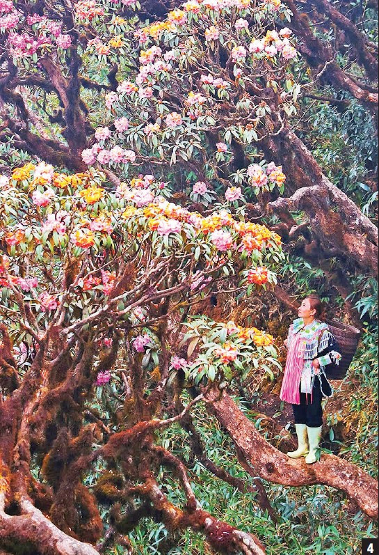 4-Hoa đỗ quyên tạo nên vẻ đẹp rực rỡ cho núi rừng Tây Bắc.