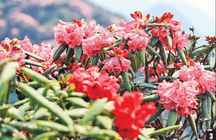 3-Những bông đỗ quyên mang vẻ đẹp quyến rũ của núi rừng Tây Bắc.