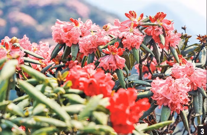3-Những bông đỗ quyên mang vẻ đẹp quyến rũ của núi rừng Tây Bắc.
