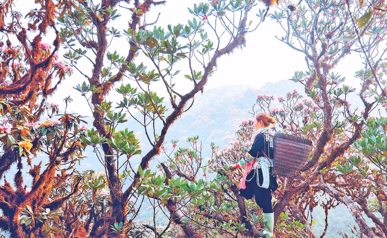 2-Khu vực lên đỉnh Pu Ta Leng du khách sẽ gặp nhiều cây đỗ quyên cổ thụ.