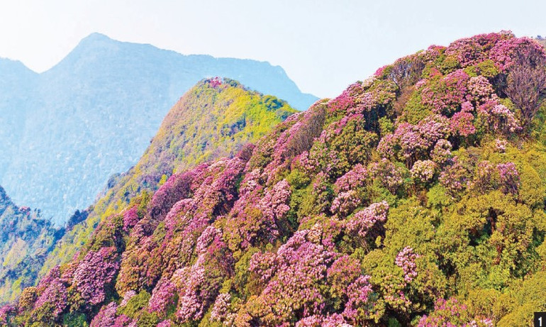1-Trên các đỉnh núi cao, hoa đỗ quyên đủ màu sắc nở rực rỡ.